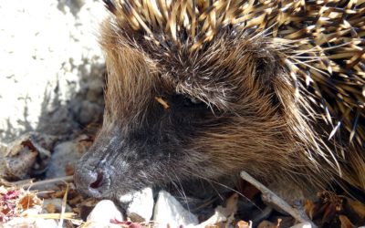 V rehabilitačnej stanici Národnej zoo Bojnice sme opäť pomáhali