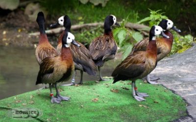 Národná zoo Bojnice sa môže pýšiť premiérovým odchovom stromárky bielohlavej