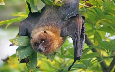 Noc netopierov za bránami Národnej zoo Bojnice
