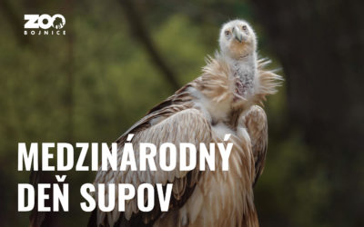 Na prvú septembrovú stredu pripadá Medzinárodný deň supov
