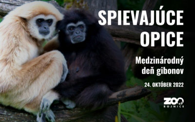 Spievajúce primáty