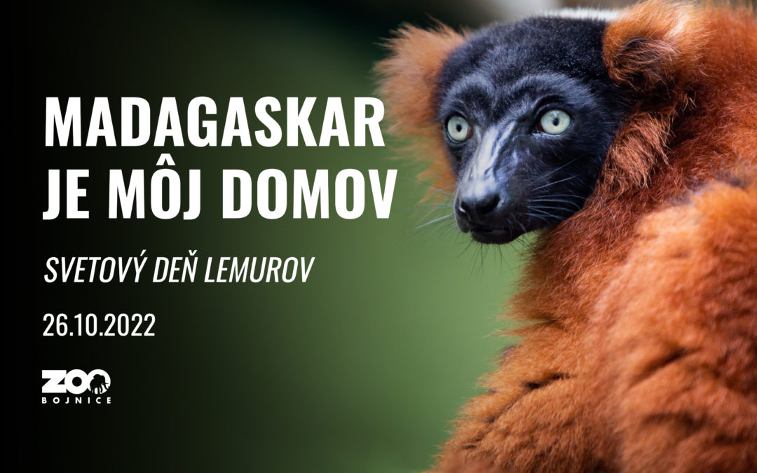 Lemur – pravý predstaviteľ Madagaskaru