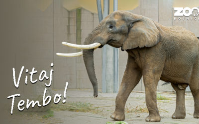 Vitaj Tembo! Ďalší významný krok v chove slonov v Bojniciach.