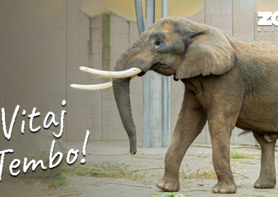 Vitaj Tembo! Ďalší významný krok v chove slonov v Bojniciach.