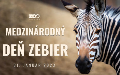 Zebry bezhrivé v bojnickej zoo
