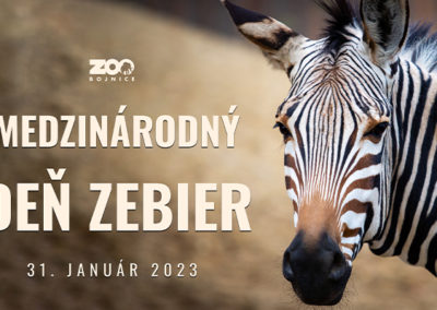 Zebry bezhrivé v bojnickej zoo
