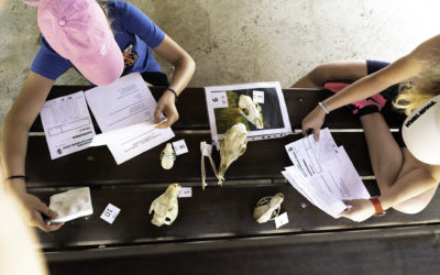 Obľúbená ZOO LYMPIÁDA je späť! Aj s novou kategóriou