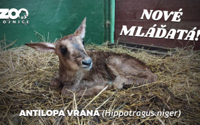 Toto sú naše malé fešandy – Fabunni a Efia