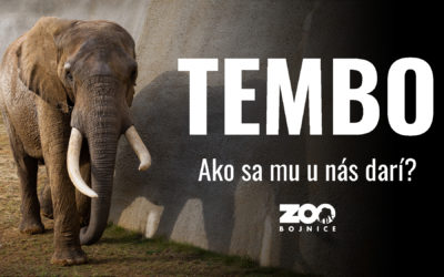 Tembo je s nami už niekoľko mesiacov!