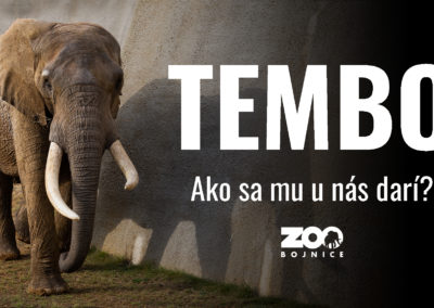 Tembo je s nami už niekoľko mesiacov!
