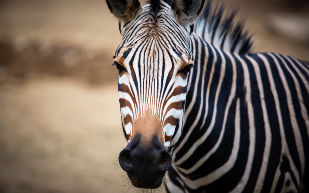 50. výročie začiatku chovu zebry Hartmannovej v našej zoo