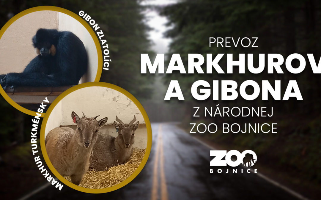 Prevoz markhurov a gibona do zahraničných zoo