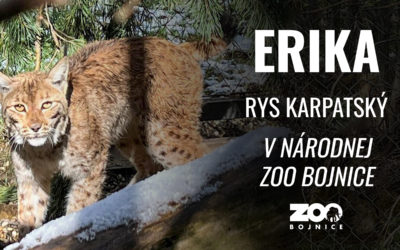 V rámci projektu Life LYNX bol na Slovensku odchytený ďalší rys –  samica Erika