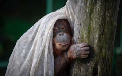 INFOGRAFIKA Deň bez palmového oleja