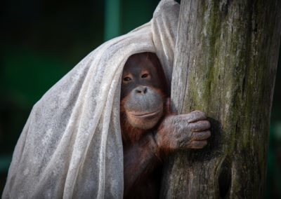 INFOGRAFIKA: Orangutan bornejský