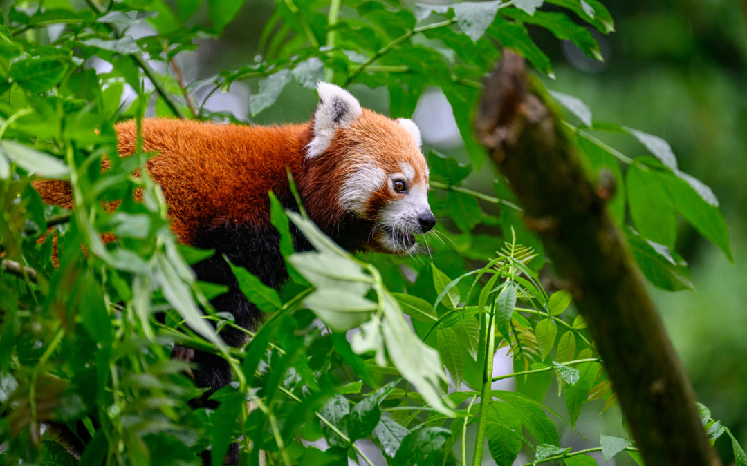 Bambu – nová obyvateľka našej zoo