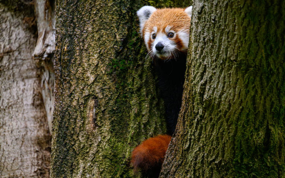 INFOGRAFIKA Spoznaj pandu červenú