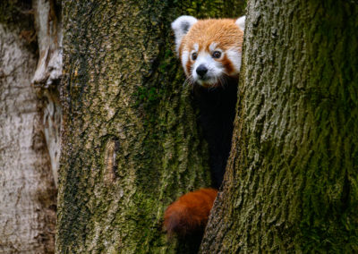 INFOGRAFIKA Spoznaj pandu červenú