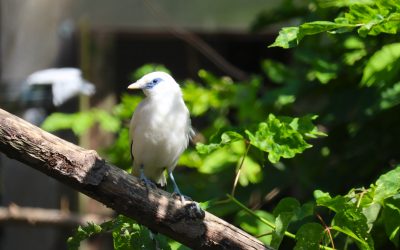 Vo voľnej prírode prežívajú už iba desiatky týchto vtákov. Naša zoo úspešne odchovala vzácnu majnu