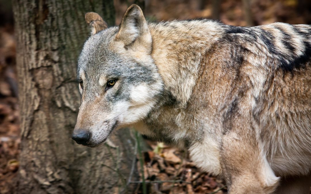 INFOGRAFIKA: Vlk eurázijský