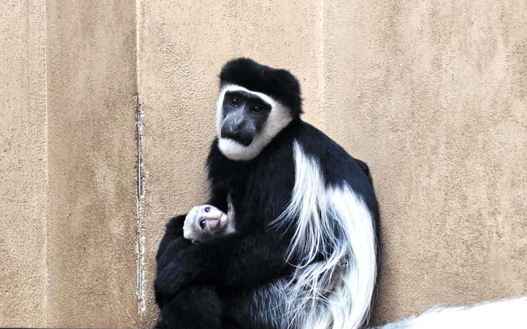 VIDEO Nový prírastok v pavilóne primátov