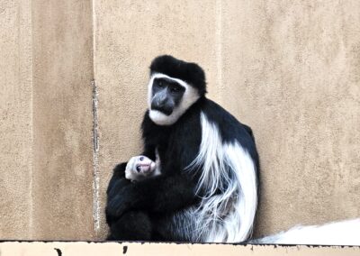 VIDEO Nový prírastok v pavilóne primátov