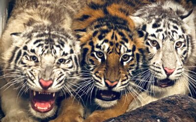 Tigre odobraté inšpekciou sú už v našej zoo