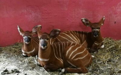 Obrovská radosť! Narodili sa až tri mláďatá antilopy bongo
