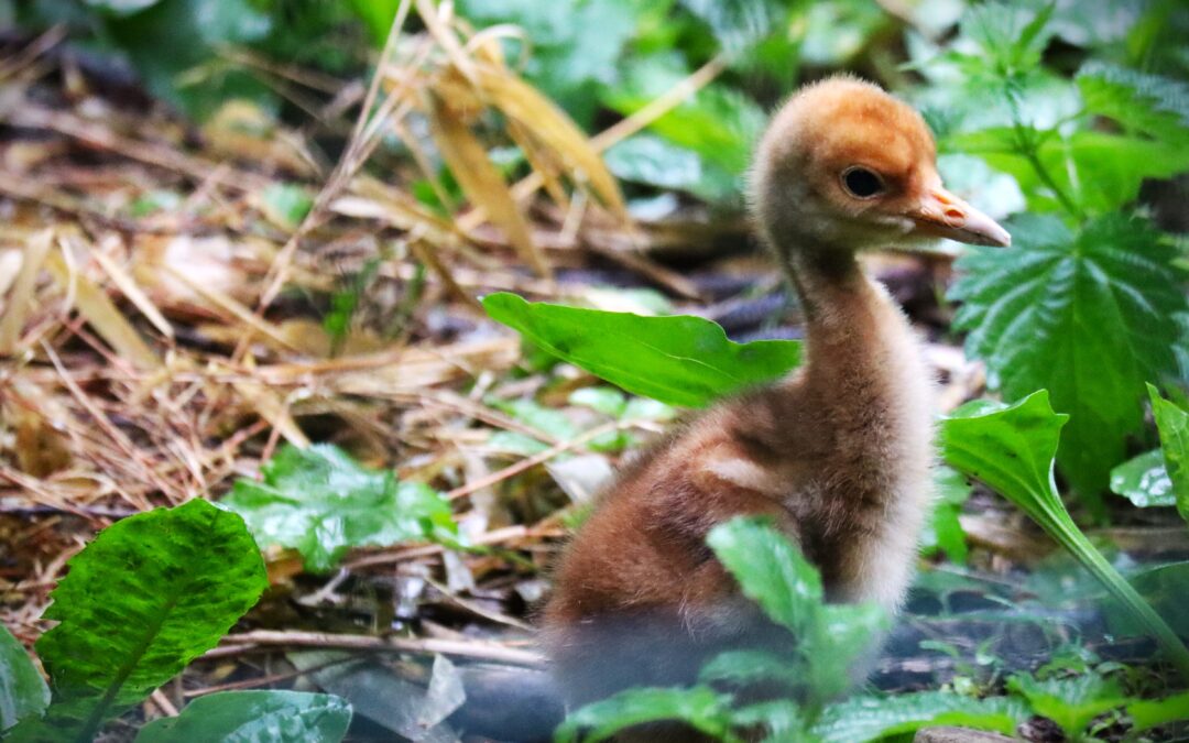 V našej zoo sa vyliahlo mláďa žeriava čiernobieleho