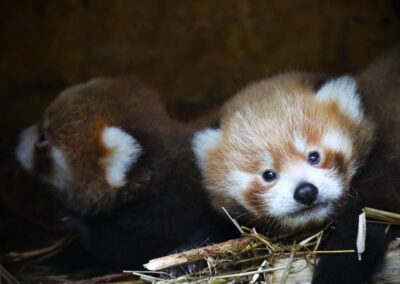 Obrovská radosť v našej zoo. Máme mláďatá pandy červenej!