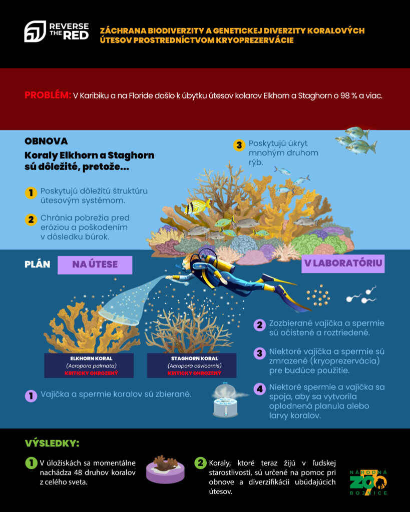 Infografika Reverse the red - koraly