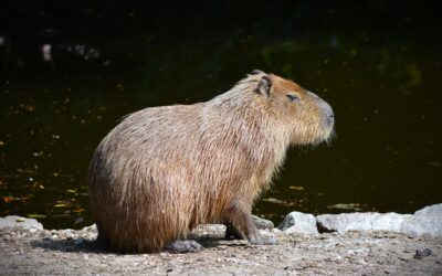 Noví obyvatelia našej zoo