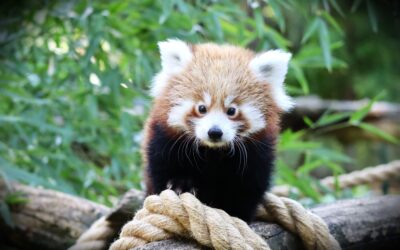 Úspech nášho chovu získal ocenenie