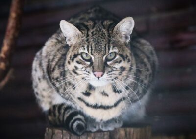 Kočka divoká – vlajkový druh ochrany