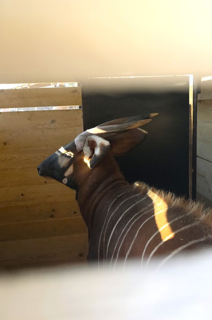 Antilopa bongo Amari z bojnickej zoo počas prevozu do Safari Parku Dvůr Králové. 