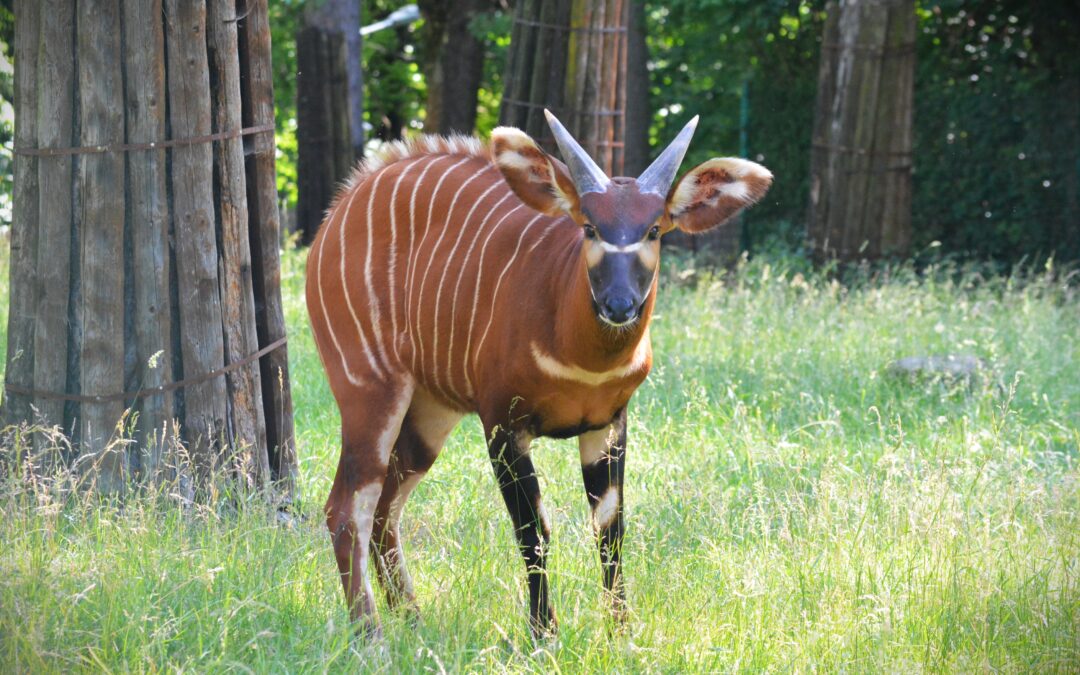 Antilopa bongo sa vracia „domov“. Na návrate spolupracuje aj Národná zoo Bojnice