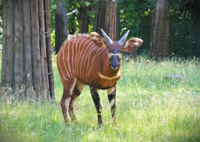 Antilopa bongo sa vracia „domov“. Na návrate spolupracuje aj Národná zoo Bojnice