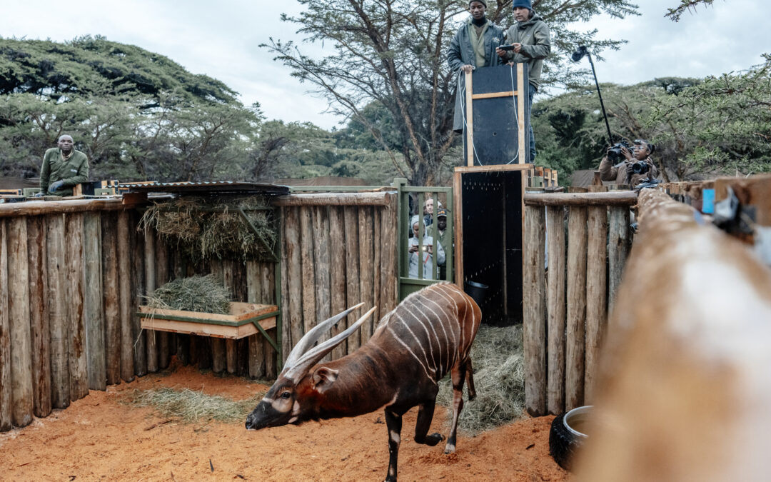 Štyri kriticky ohrozené antilopy bongo dorazili z Európy do Kene
