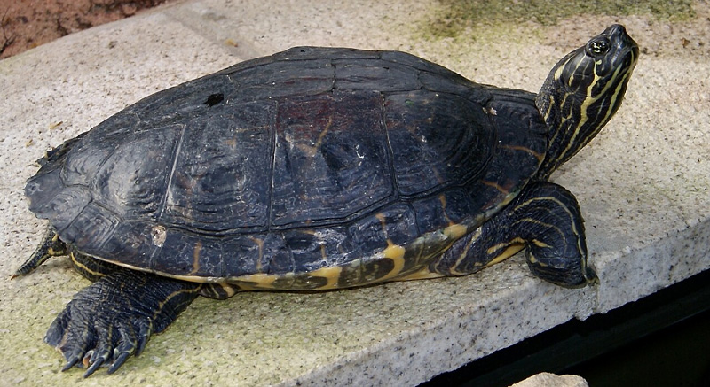 Pseudemys concinna_adopcie