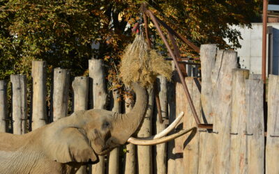 Nie je seno ako seno. Národná zoo Bojnice hľadá dodávateľa